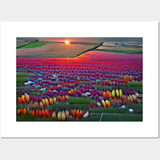 Sunrise over Tulips Posters and Art